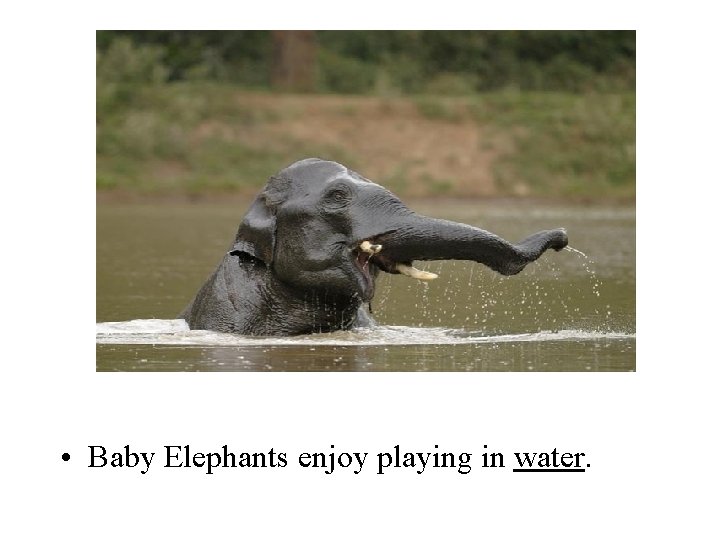  • Baby Elephants enjoy playing in water. 