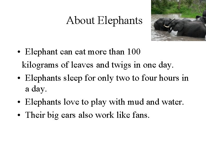 About Elephants • Elephant can eat more than 100 kilograms of leaves and twigs