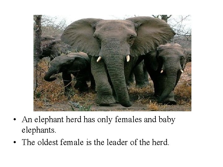  • An elephant herd has only females and baby elephants. • The oldest