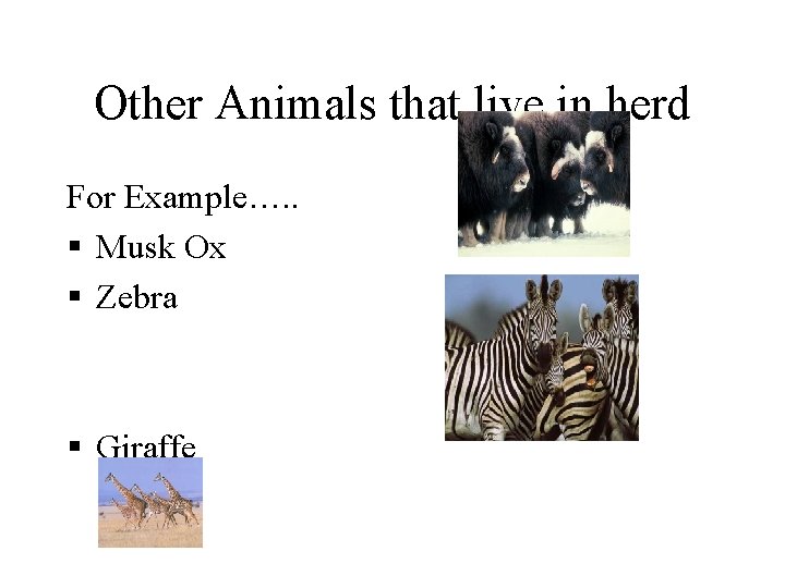 Other Animals that live in herd For Example…. . § Musk Ox § Zebra