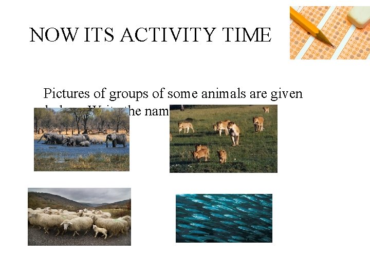 NOW ITS ACTIVITY TIME Pictures of groups of some animals are given below. Write