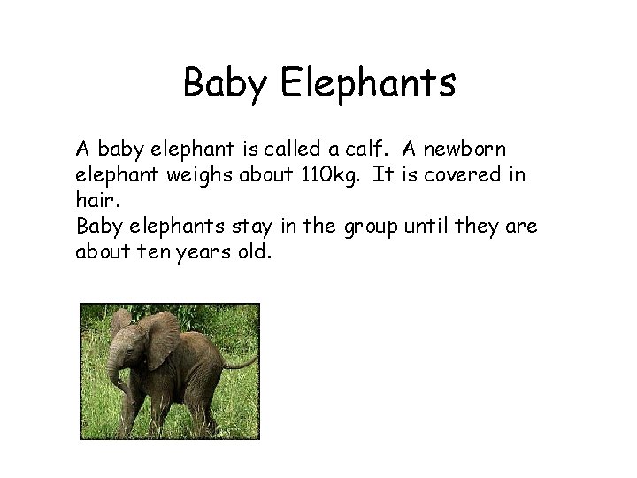 Baby Elephants A baby elephant is called a calf. A newborn elephant weighs about