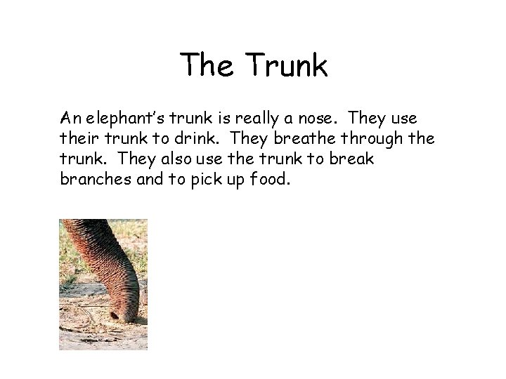 The Trunk An elephant’s trunk is really a nose. They use their trunk to