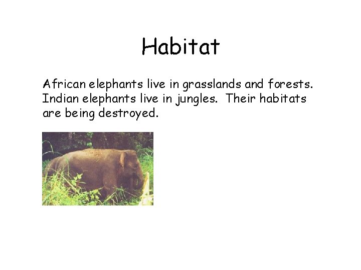 Habitat African elephants live in grasslands and forests. Indian elephants live in jungles. Their