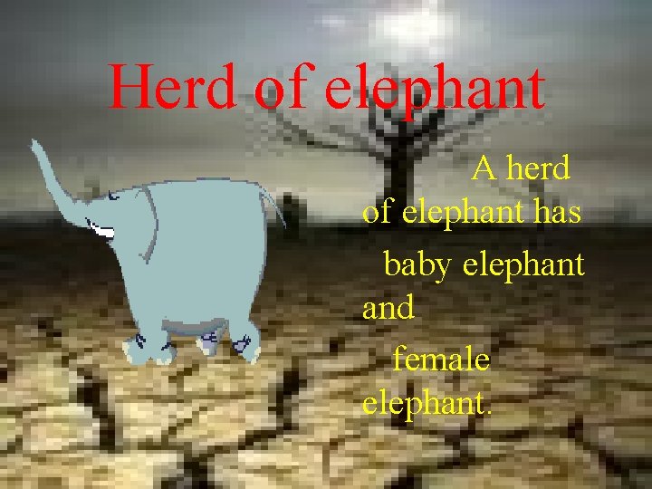Herd of elephant A herd of elephant has baby elephant and female elephant. 