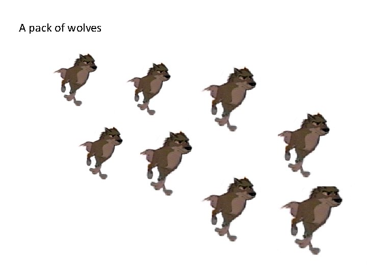A pack of wolves 