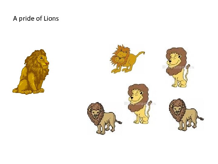 A pride of Lions 