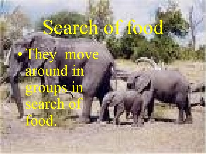 Search of food • They move around in groups in search of food. 