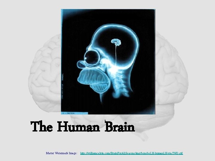 The Human Brain Master Watermark Image: http: //williamcalvin. com/Brain. For. All. Seasons/img/bonobo. LH-human. LH-via.