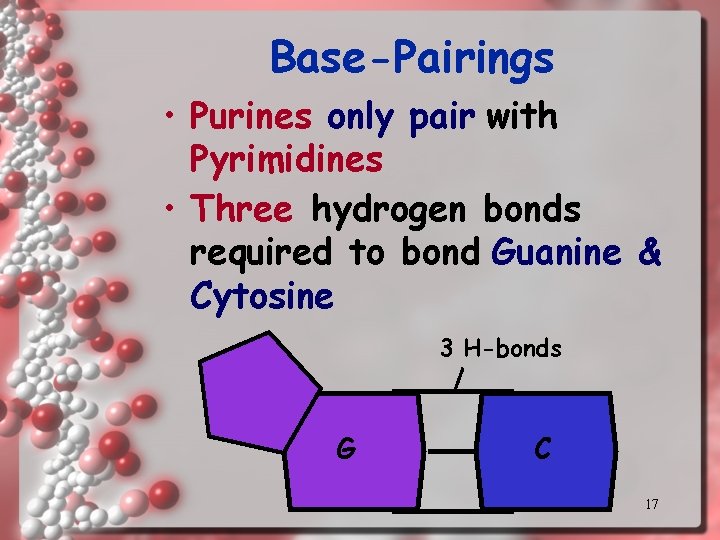 Base-Pairings • Purines only pair with Pyrimidines • Three hydrogen bonds required to bond