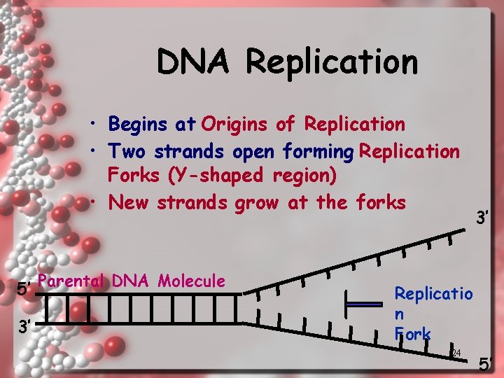 DNA Replication • Begins at Origins of Replication • Two strands open forming Replication