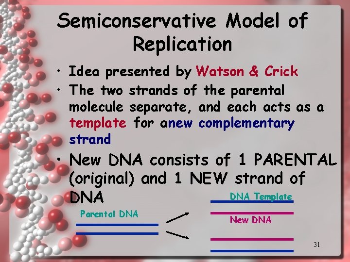 Semiconservative Model of Replication • Idea presented by Watson & Crick • The two