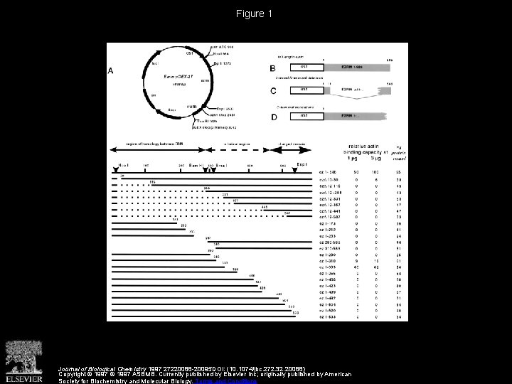 Figure 1 Journal of Biological Chemistry 1997 27220088 -20095 DOI: (10. 1074/jbc. 272. 32.