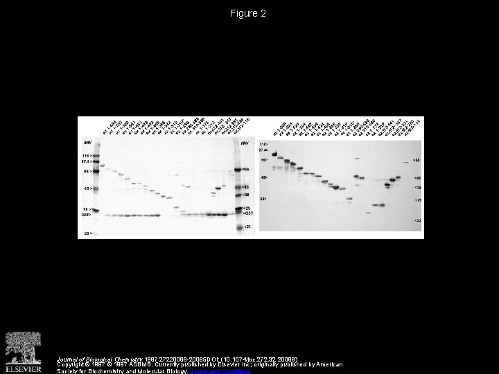 Figure 2 Journal of Biological Chemistry 1997 27220088 -20095 DOI: (10. 1074/jbc. 272. 32.