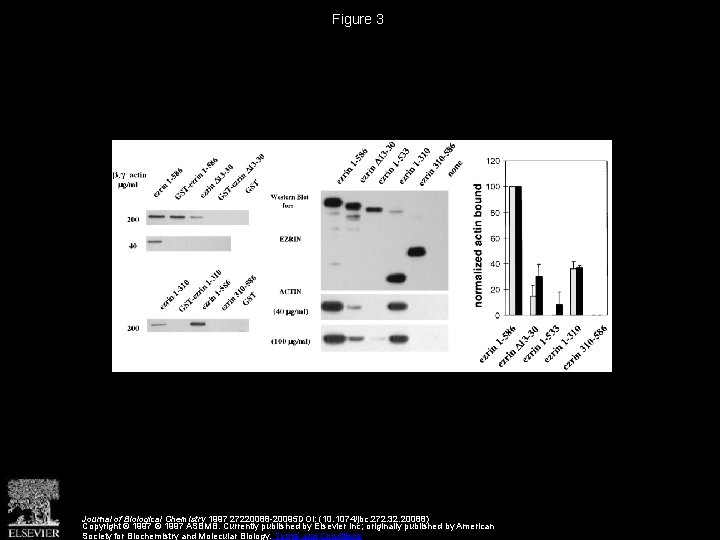 Figure 3 Journal of Biological Chemistry 1997 27220088 -20095 DOI: (10. 1074/jbc. 272. 32.