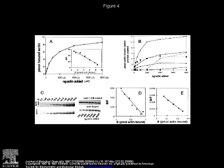 Figure 4 Journal of Biological Chemistry 1997 27220088 -20095 DOI: (10. 1074/jbc. 272. 32.