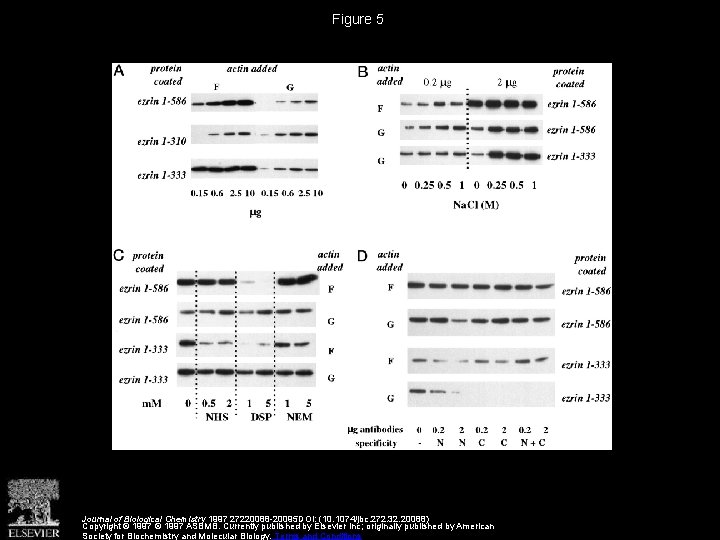 Figure 5 Journal of Biological Chemistry 1997 27220088 -20095 DOI: (10. 1074/jbc. 272. 32.