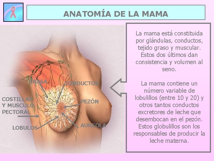 ANATOMÍA DE LA MAMA La mama está constituida por glándulas, conductos, tejido graso y