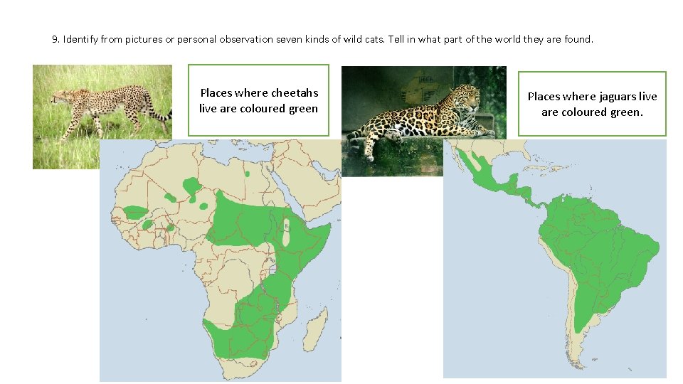 9. Identify from pictures or personal observation seven kinds of wild cats. Tell in