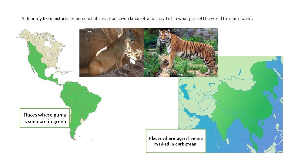 9. Identify from pictures or personal observation seven kinds of wild cats. Tell in