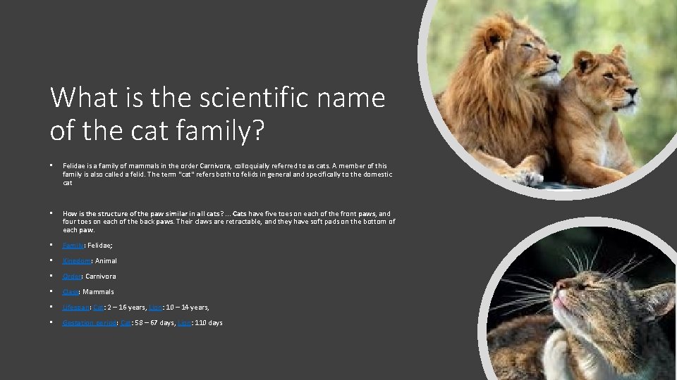 What is the scientific name of the cat family? • Felidae is a family