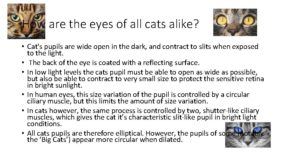 How are the eyes of all cats alike? • Cat's pupils are wide open