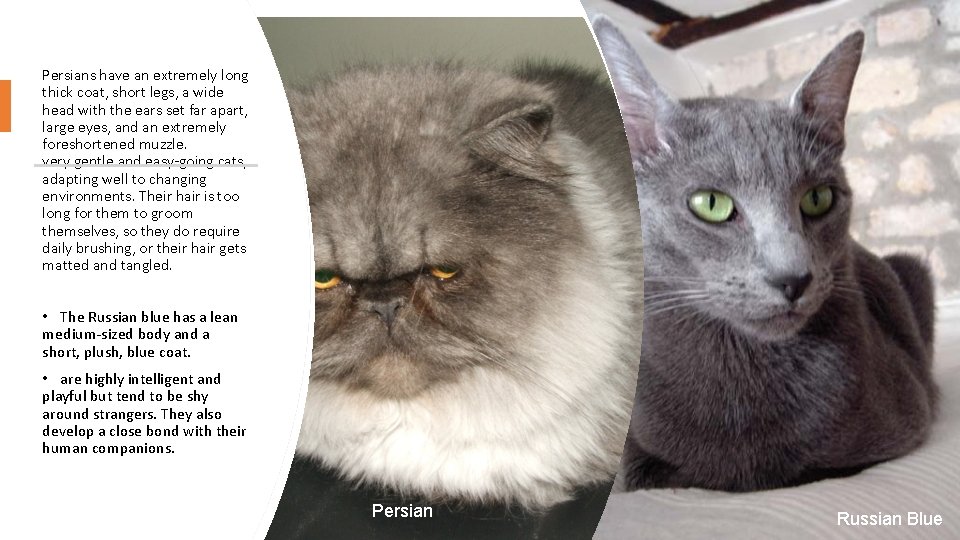 Persians have an extremely long thick coat, short legs, a wide head with the