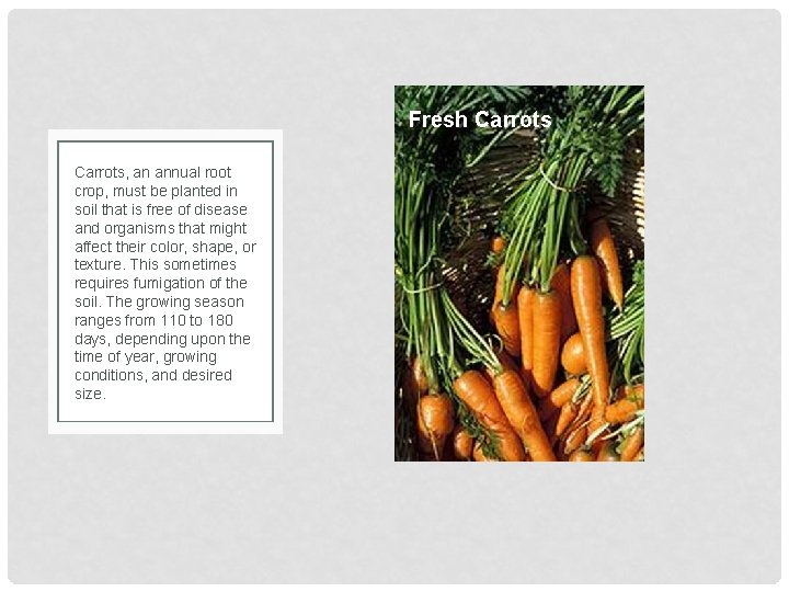 Fresh Carrots, an annual root crop, must be planted in soil that is free