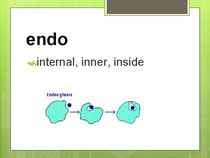 endo internal, inner, inside 