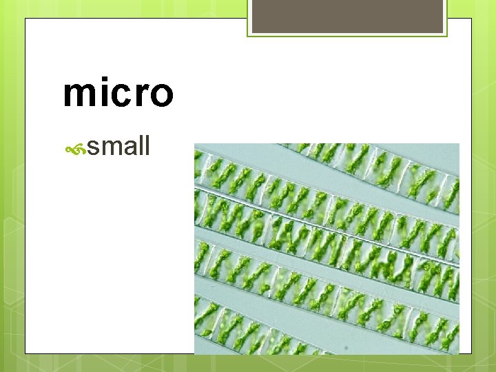 micro small 