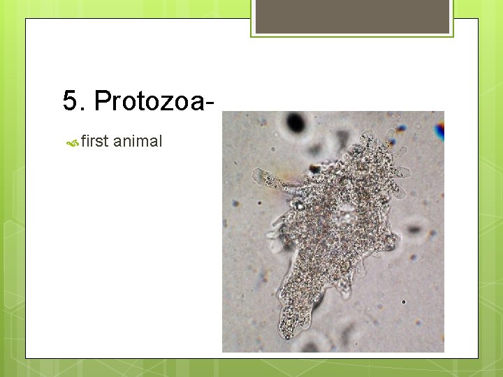 5. Protozoa first animal 