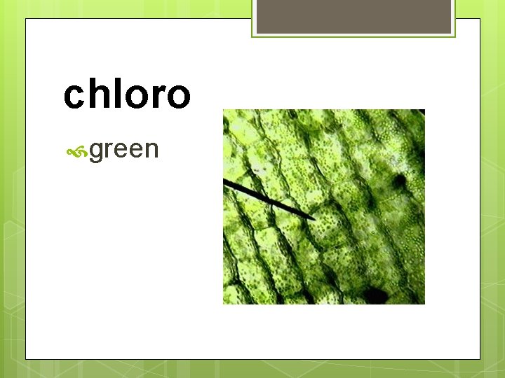 chloro green 