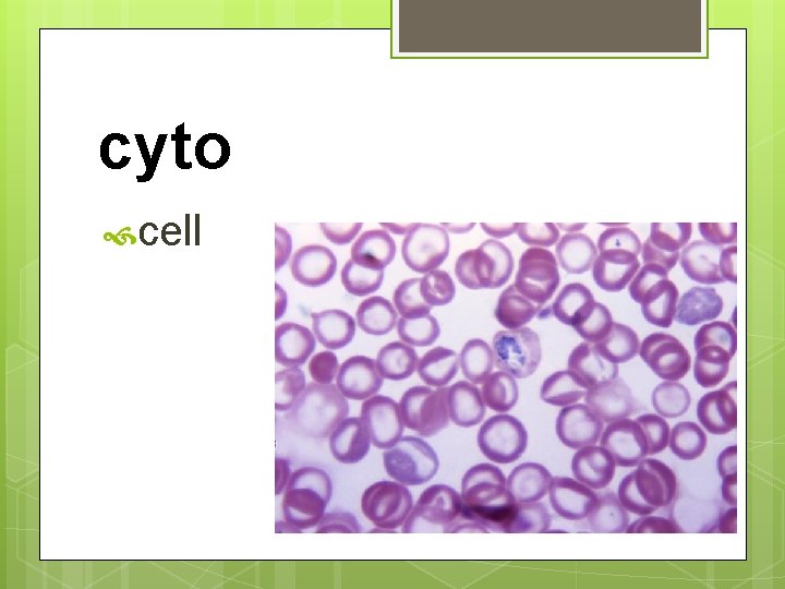 cyto cell 