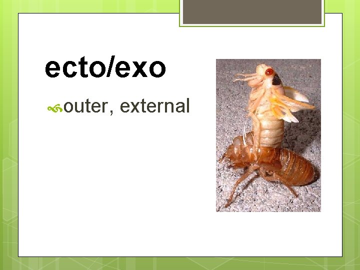 ecto/exo outer, external 