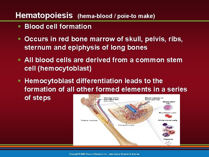 Hematopoiesis (hema-blood / poie-to make) § Blood cell formation § Occurs in red bone
