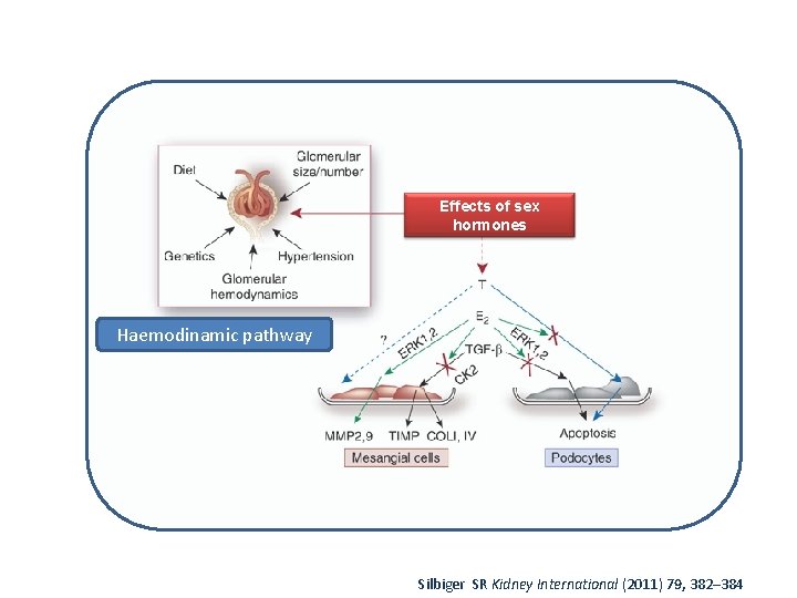 Effects of sex hormones Haemodinamic pathway Silbiger SR Kidney International (2011) 79, 382– 384