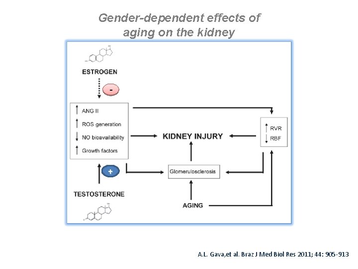 Gender-dependent effects of aging on the kidney - + A. L. Gava, et al.