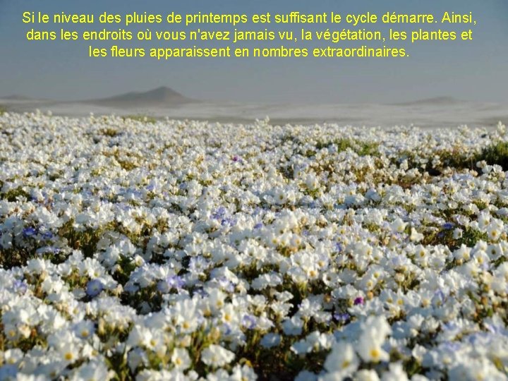 Si le niveau des pluies de printemps est suffisant le cycle démarre. Ainsi, dans Si le niveau des pluies de printemps est suffisant le cycle démarre. Ainsi, dans
