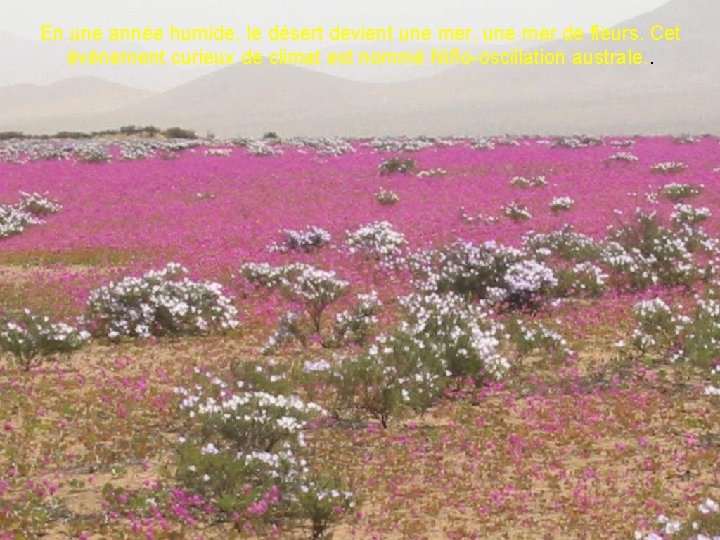 En une année humide, le désert devient une mer, une mer de fleurs. Cet