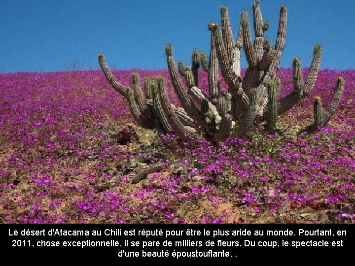 Le désert d'Atacama au Chili est réputé pour être le plus aride au monde.