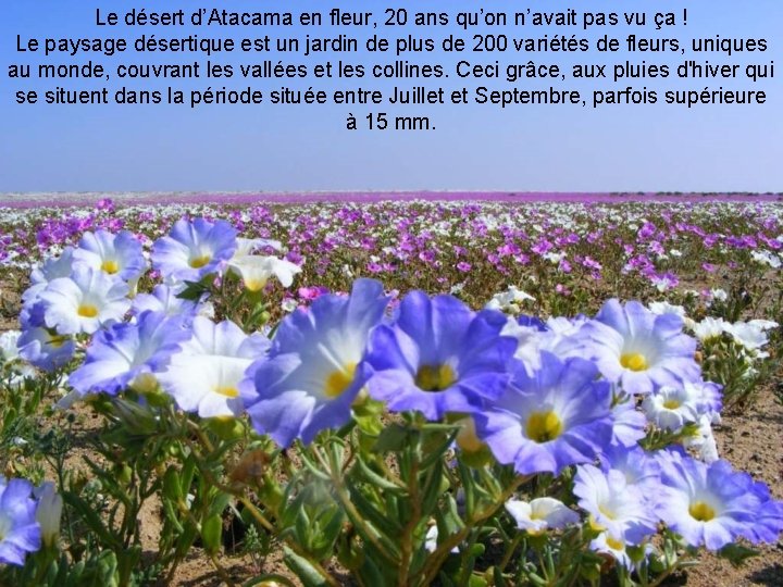 Le désert d’Atacama en fleur, 20 ans qu’on n’avait pas vu ça ! Le