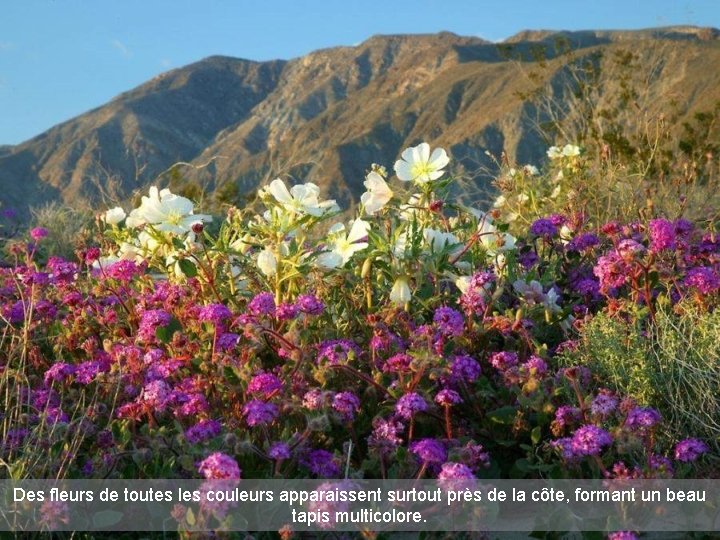 Des fleurs de toutes les couleurs apparaissent surtout près de la côte, formant un