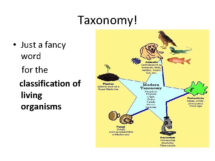 Taxonomy! • Just a fancy word for the classification of living organisms 