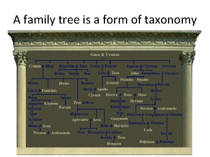 A family tree is a form of taxonomy 