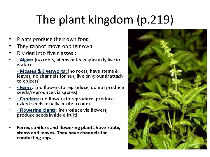 The plant kingdom (p. 219) • Plants produce their own food • They cannot