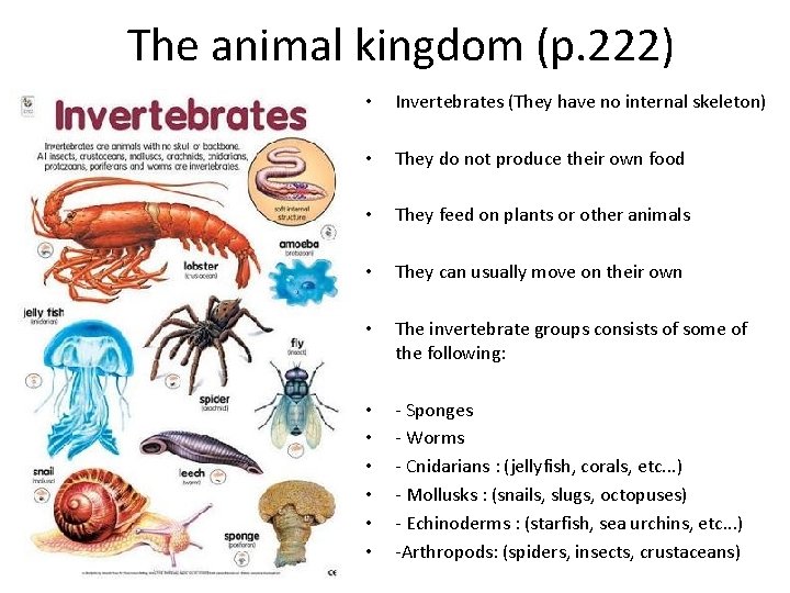 The animal kingdom (p. 222) • Invertebrates (They have no internal skeleton) • They