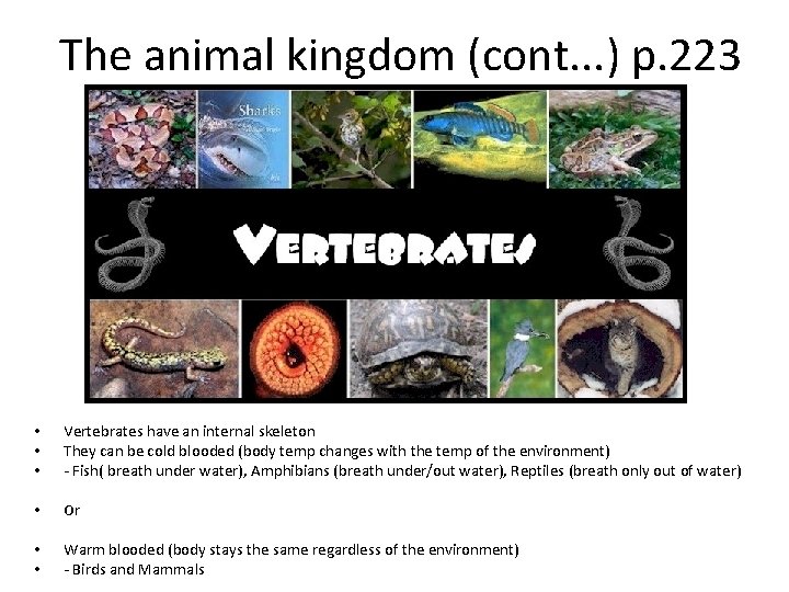 The animal kingdom (cont. . . ) p. 223 • • • Vertebrates have