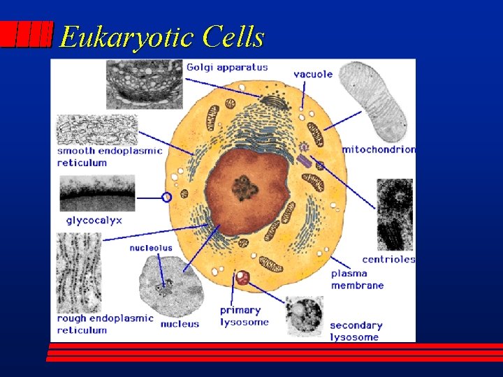 Eukaryotic Cells 