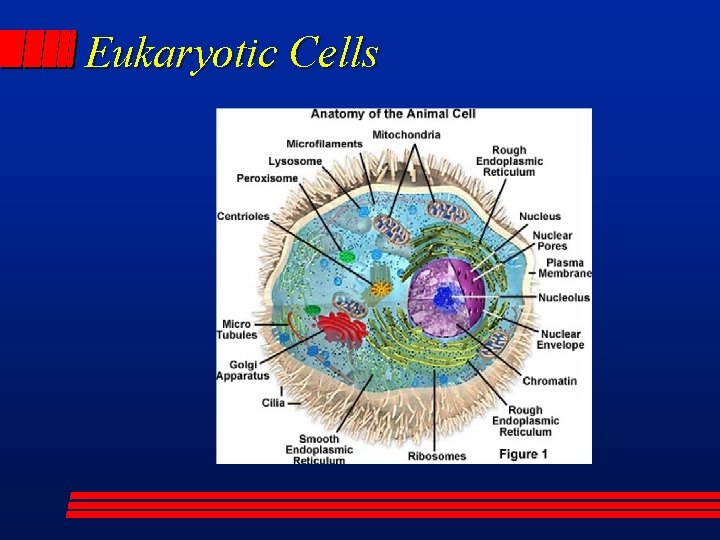 Eukaryotic Cells 