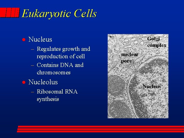 Eukaryotic Cells l Nucleus – Regulates growth and reproduction of cell – Contains DNA